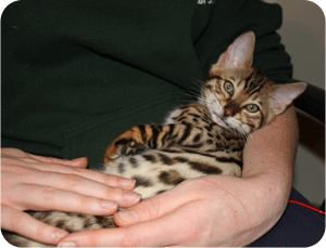 Finlay enjoying a cuddle in his new home