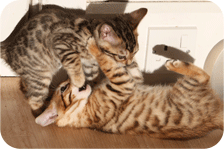 Mistletoe kittens