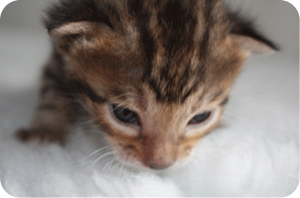 LxM Girl1 at 16days