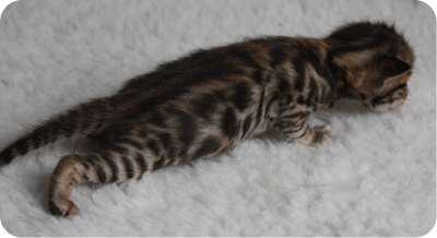 LxM Girl1 at 16 days