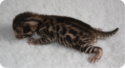 LXM Boy1 16 days