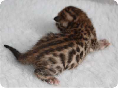 L x M Girl 2 at 16 days