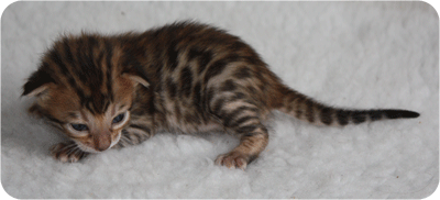 LXM Girl2 at 16 days