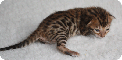 LXM Girl2 at 16 days