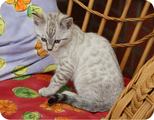 Mistletoe Seal Lynx Girl at 9 weeks