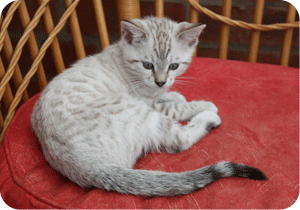 Mistletoe Seal Lynx Girl at 9 weeks
