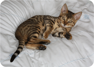 Gypsy girl 2 at 13 weeks