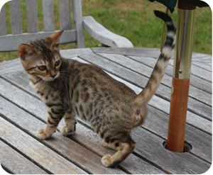 Gypsy girl 2 at 13 weeks