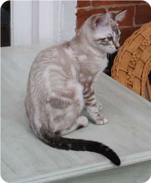 Mistletoe mink marble boy
